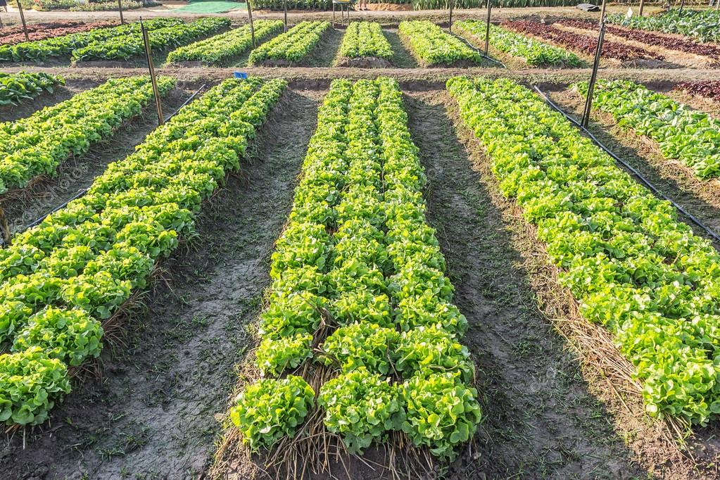 Crop field